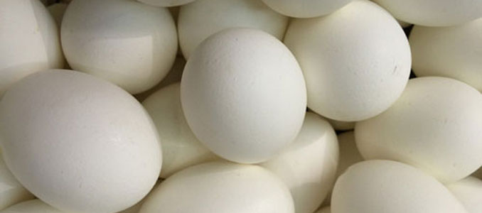 egg1-S