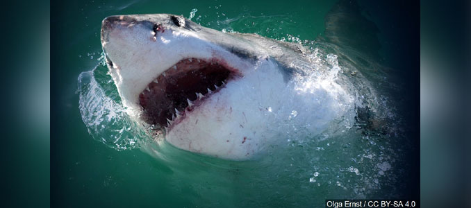 shark-attack1-S