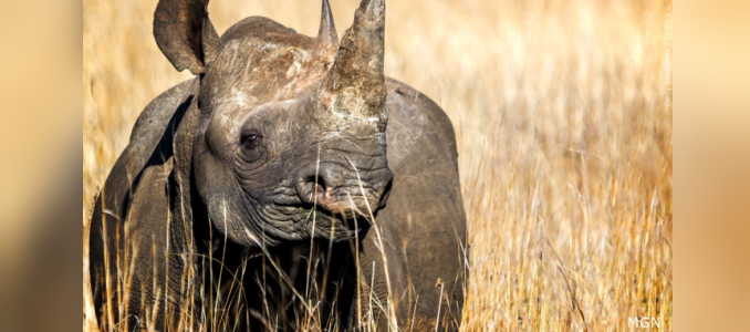 rhino S