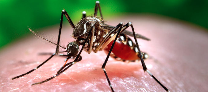 mosquito1-S