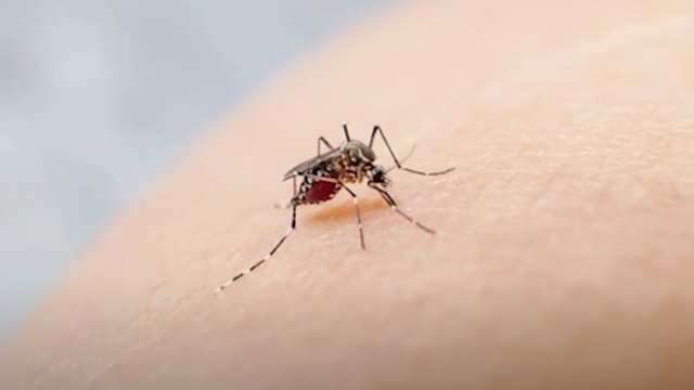 mosquito egypt