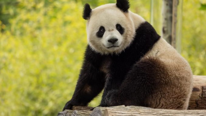 panda Washington S
