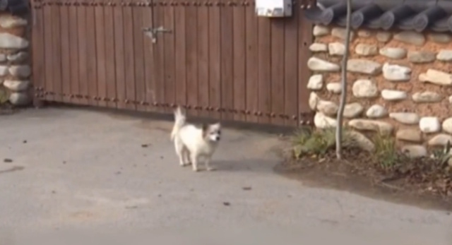 Jeju dog S