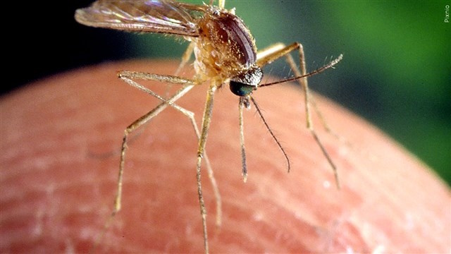 mosquito2 S