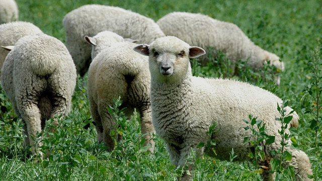 sheep S